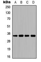 CD234 antibody