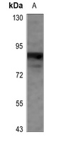 CD66c antibody