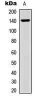 Anti-Collagen 15 alpha 1 Antibody