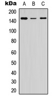 Collagen V alpha 2 antibody