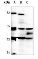 Anti-DMRTA1 Antibody