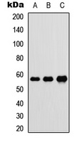 Anti-DnaJC3 Antibody