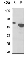 EB2 antibody