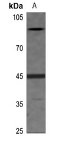 EIF2S2 (phospho-S67) antibody