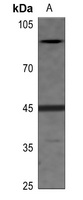 Anti-EIF2S2 (Phospho-S67) Antibody