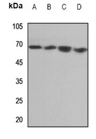Anti-Endoglycan Antibody