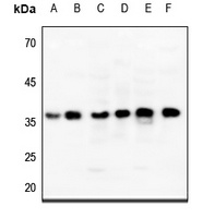 ENT2 antibody