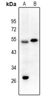 EPX antibody