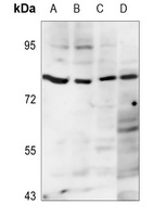 Anti-FASTKD5 Antibody