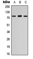 Anti-FIGNL1 Antibody