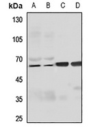 FILTRIN antibody