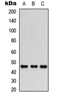 FOXP3 antibody