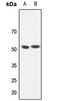 GABRR1 antibody