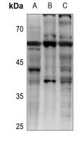 GPCR19 antibody
