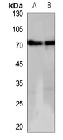 GPR152 antibody