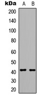 Anti-GPR175 Antibody