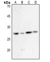 HLA-DQB1 antibody