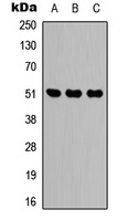 Anti-IDH2 Antibody