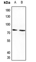Anti-IL-20RA Antibody