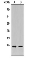 KCNE1L antibody