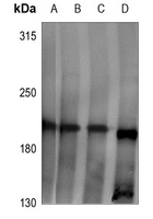 Anti-LPHN2 Antibody