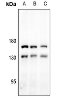 Anti-MAP126 Antibody