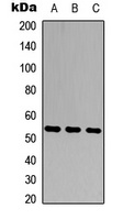 Anti-MMP20 Antibody