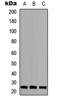 MOB3A/B antibody