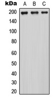 MRCK alpha antibody