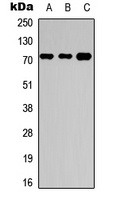 NBPF4/6 antibody