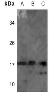 NDUFB7 antibody