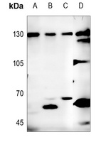 Anti-Neuroligin 1 Antibody