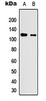 Anti-Neuroligin 3 Antibody