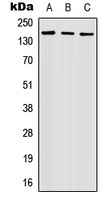 Anti-Nidogen 2 Antibody