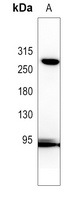 NOTCH3 antibody