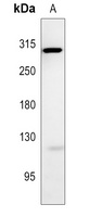 NOTCH3 antibody