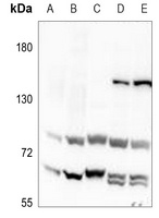 NOTCH4 antibody