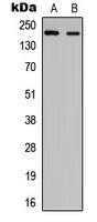 NUP210L antibody