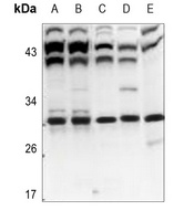 POLR3G antibody