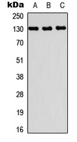 Anti-PRDM10 Antibody
