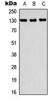 PRDM10 antibody