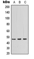 PSG3 antibody