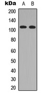 Anti-RASIP1 Antibody