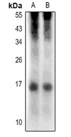 RNASE4 antibody