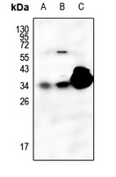 SFTPA1 antibody