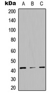STAC3 antibody
