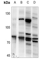 Anti-TBK1 Antibody