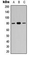 Anti-ZNF441 Antibody