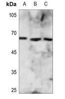 ZNF496 antibody