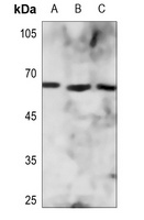 Anti-ZNF496 Antibody